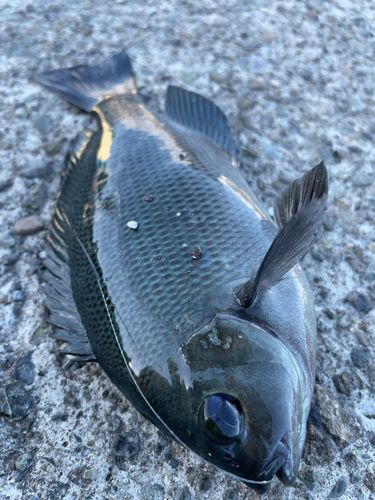 メジナの釣果