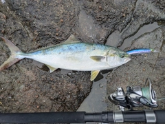 ハマチの釣果