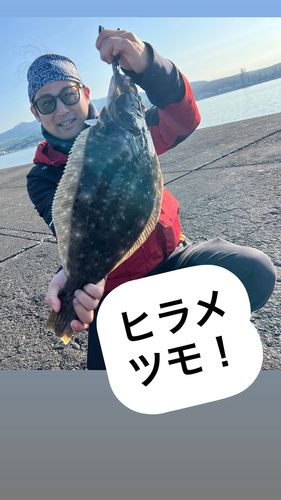ヒラメの釣果