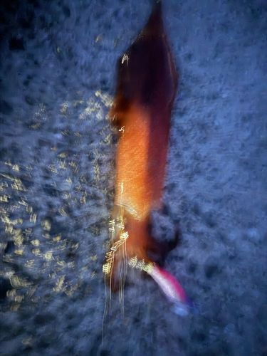 ササイカの釣果