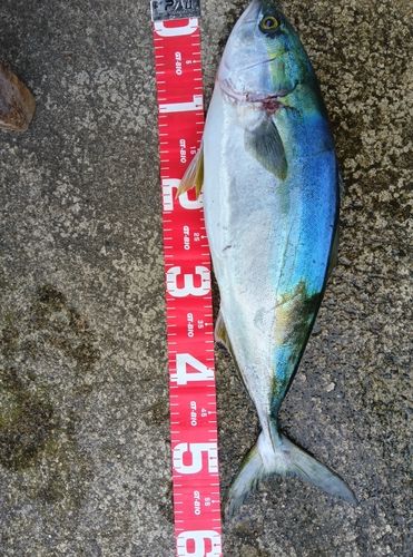 イナダの釣果