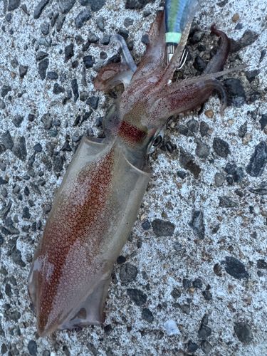 ササイカの釣果