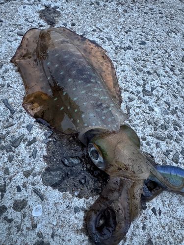 アオリイカの釣果