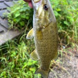 スモールマウスバス