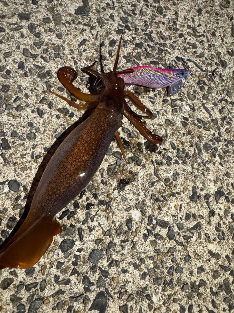 スルメイカ