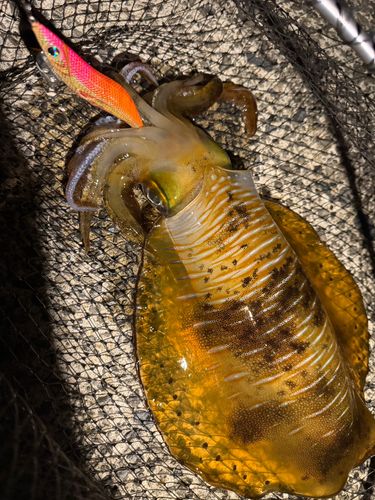 アオリイカの釣果
