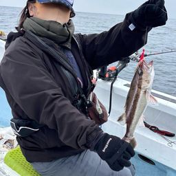 アラ