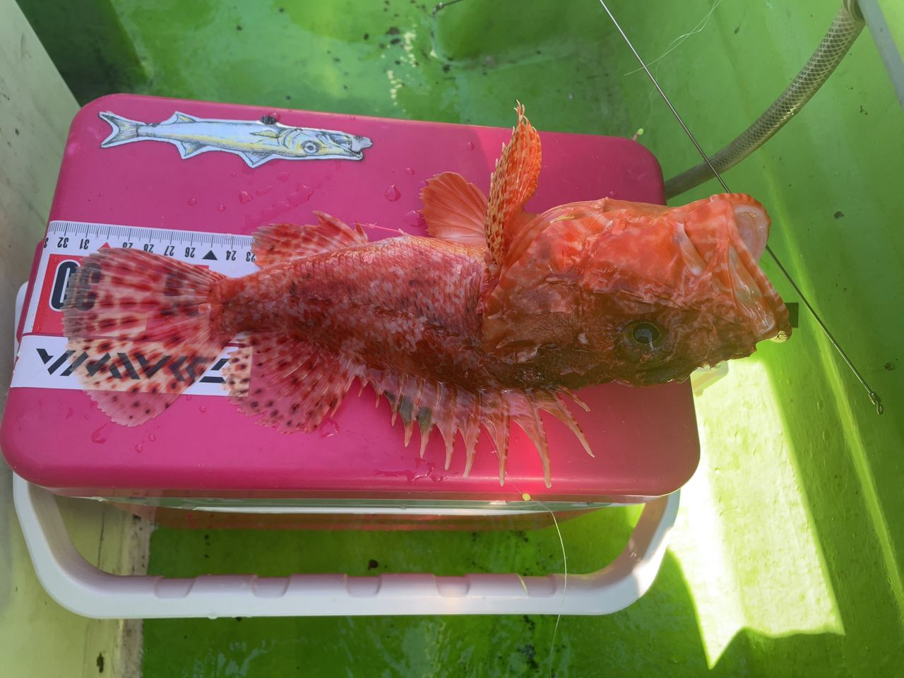 アラ