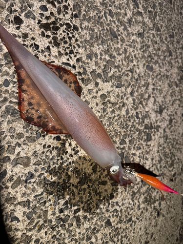ササイカの釣果