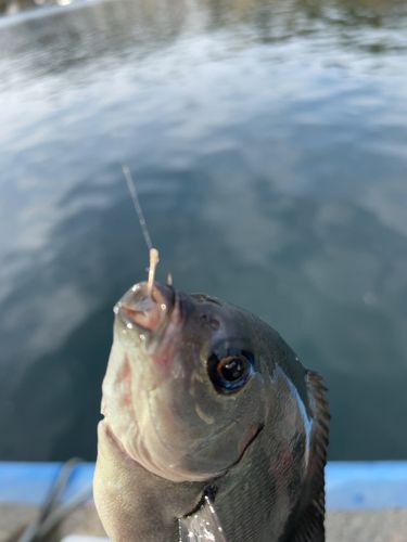 メジナの釣果