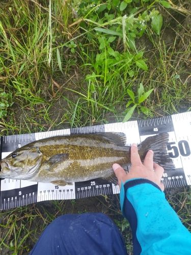 スモールマウスバスの釣果