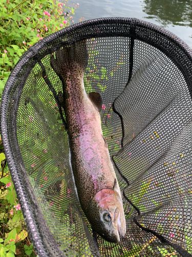 ニジマスの釣果