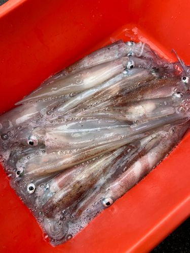 ヤリイカの釣果