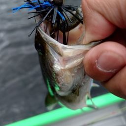 ラージマウスバス