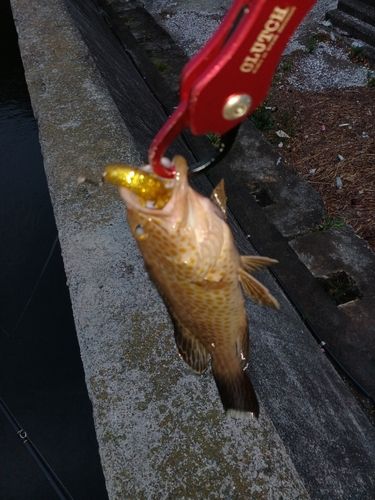 オオモンハタの釣果