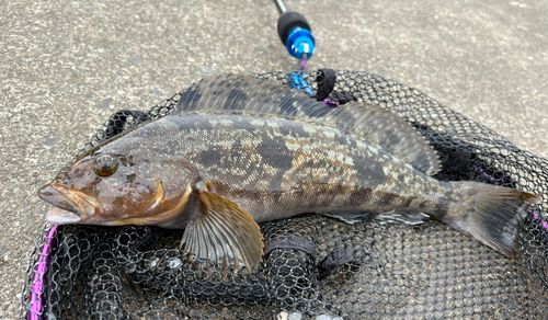 アイナメの釣果