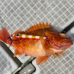 ウッカリカサゴの釣果