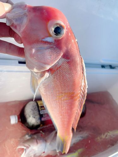 アカアマダイの釣果
