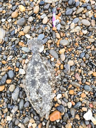 ソゲの釣果