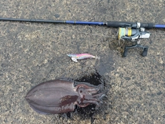 モンゴウイカの釣果