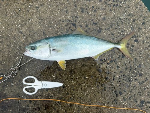 ワラサの釣果