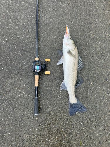 シーバスの釣果