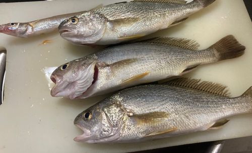 イシモチの釣果