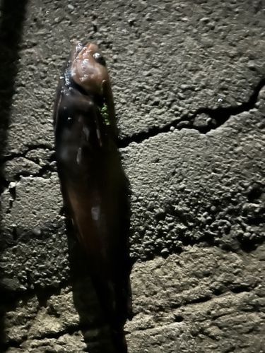 ドンコの釣果