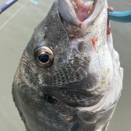 クロダイ