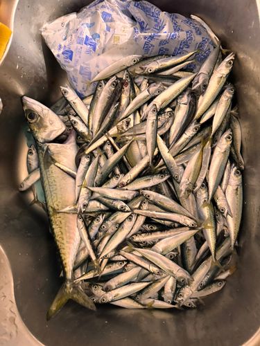 サバの釣果