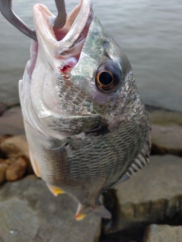 キビレの釣果