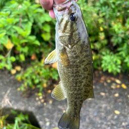 スモールマウスバス