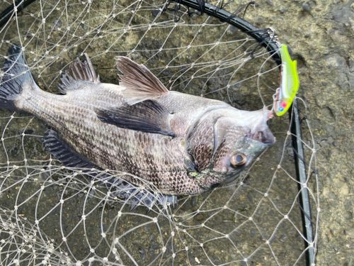 チヌの釣果