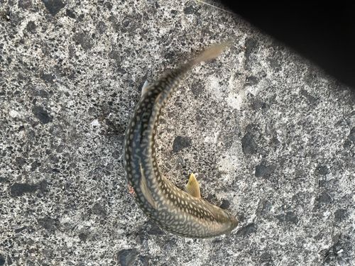 アメマスの釣果