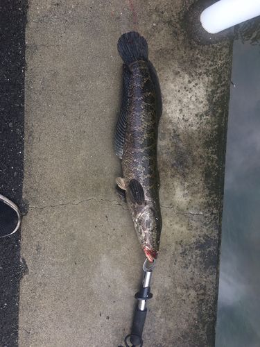 ライギョの釣果