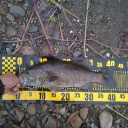 スモールマウスバス