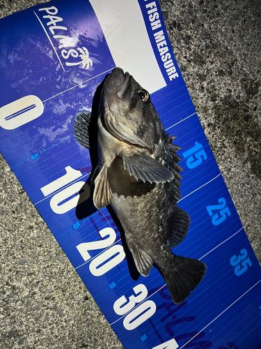 クロソイの釣果