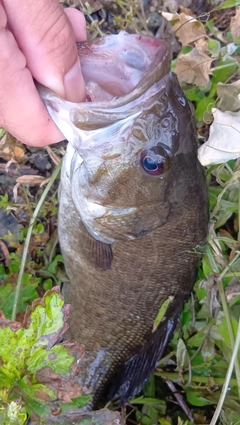 スモールマウスバスの釣果