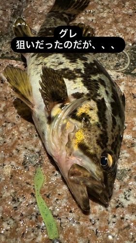 タケノコメバルの釣果
