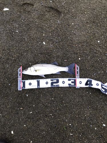 セイゴ（マルスズキ）の釣果