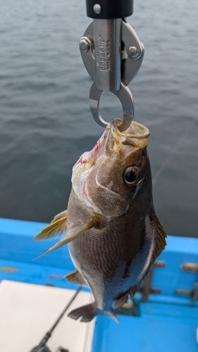 イサキの釣果