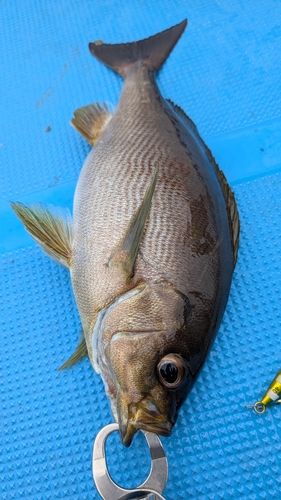 イサキの釣果