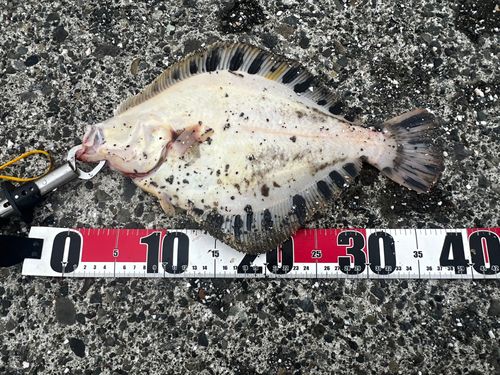 マツカワの釣果