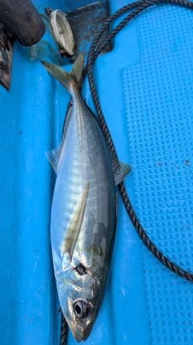 マルアジの釣果