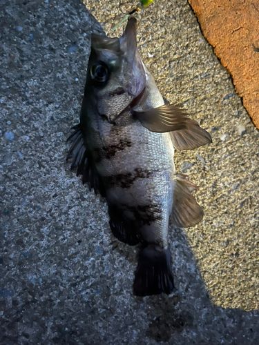 シロメバルの釣果