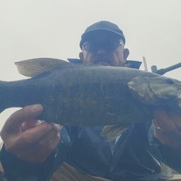 スモールマウスバス