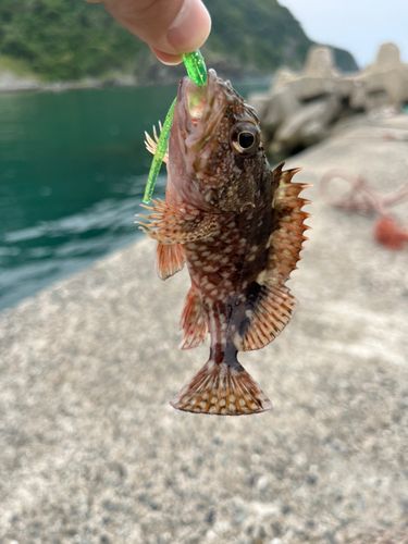 アラカブの釣果