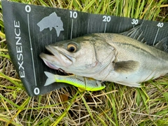 マルスズキの釣果