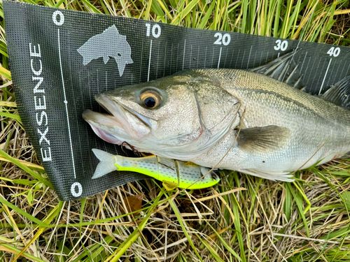 マルスズキの釣果