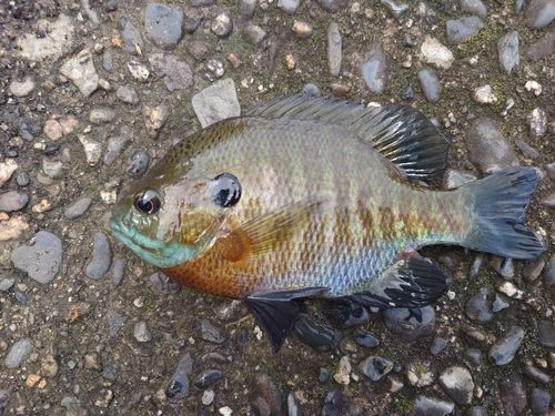 ブルーギルの釣果